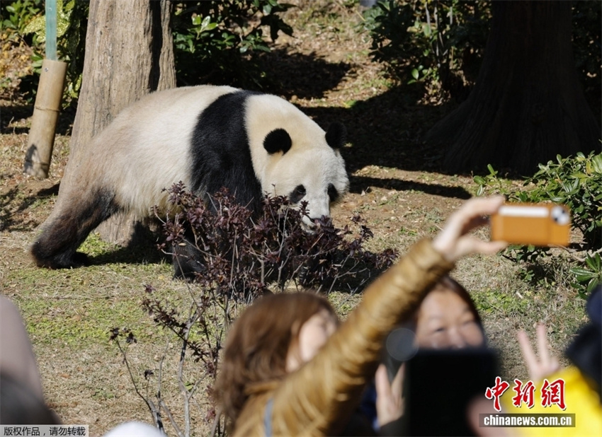 Japoneses fazem fila para se despedir dos últimos pandas-gigantes no país